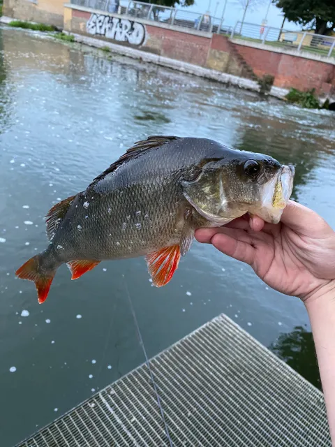Flussbarsch