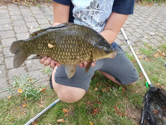 Karausche