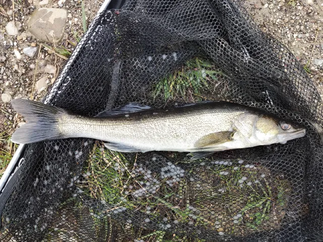 Zander