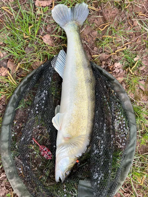 Zander