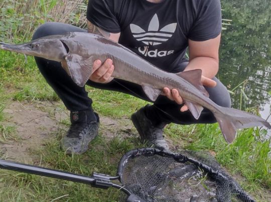 Stör