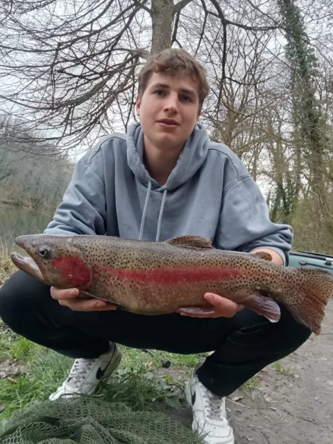 Regenbogenforelle