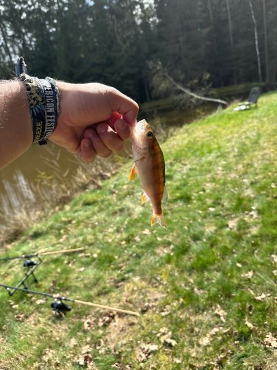 Flussbarsch