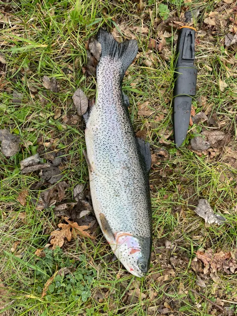 Regenbogenforelle