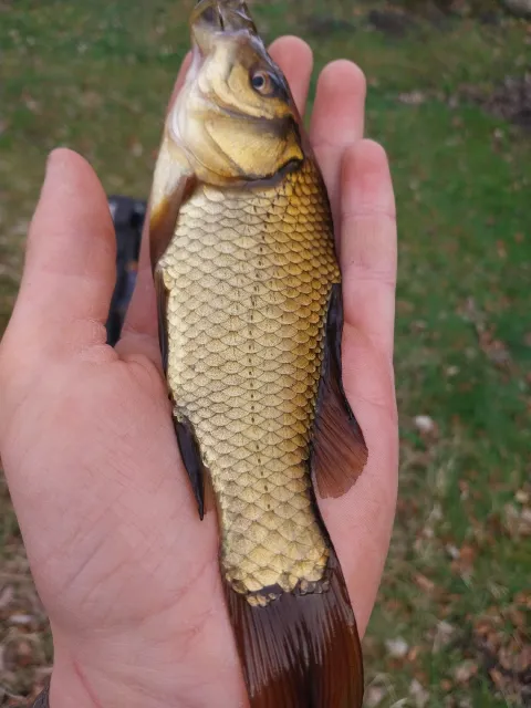 Karausche
