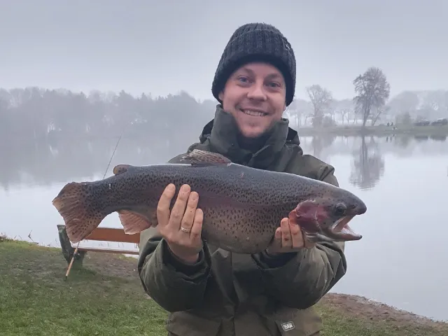 Regenbogenforelle