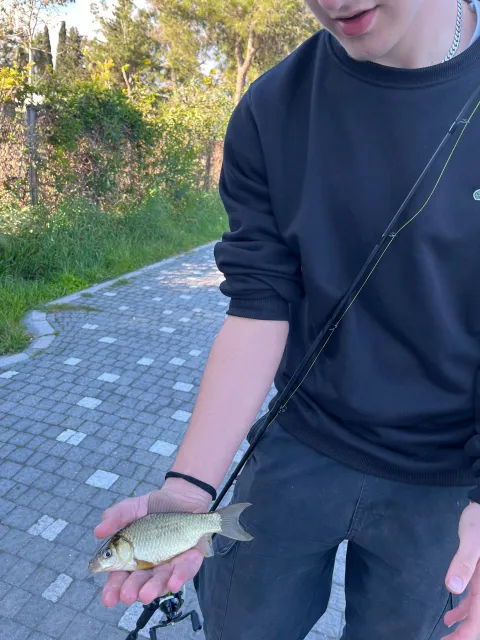 Karausche