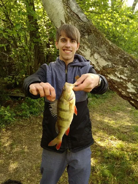 Flussbarsch
