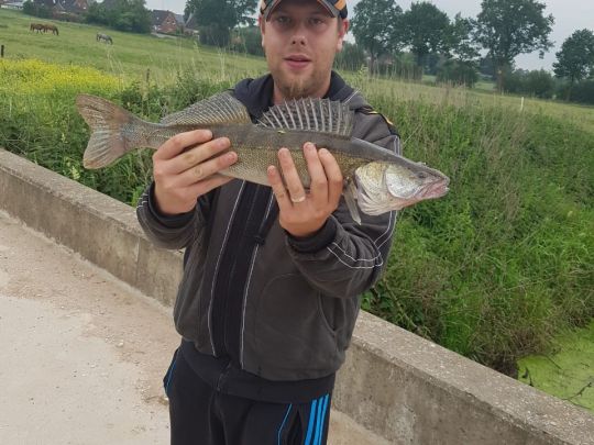 Zander
