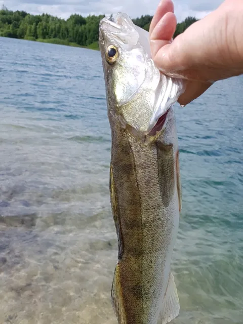Zander