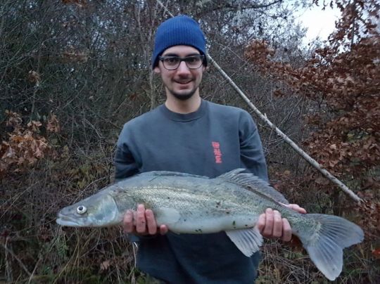Zander
