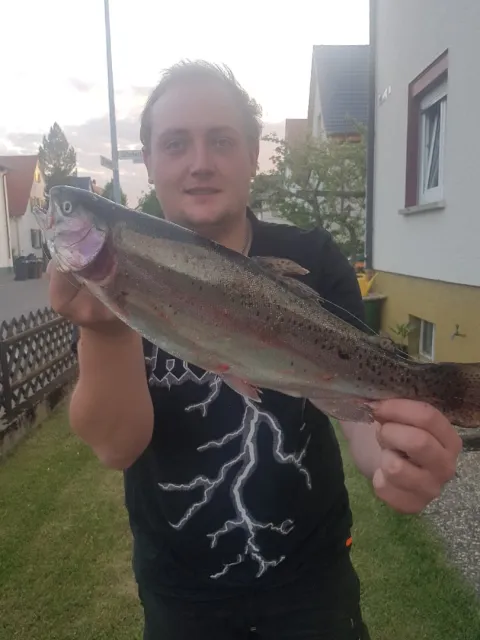 Regenbogenforelle