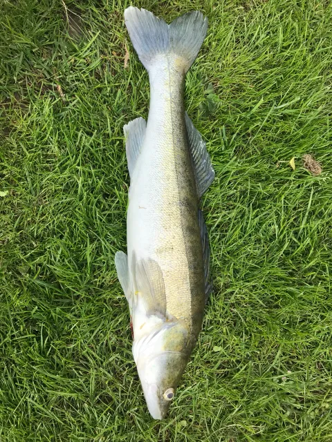 Zander