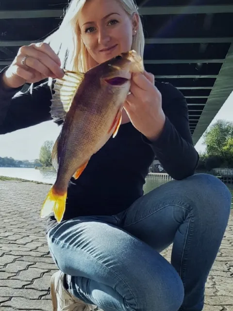 Flussbarsch