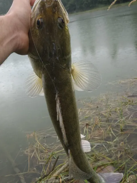 Zander