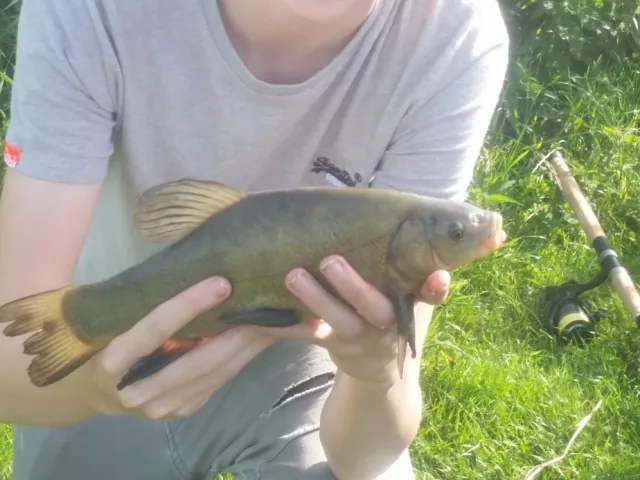 Schleie