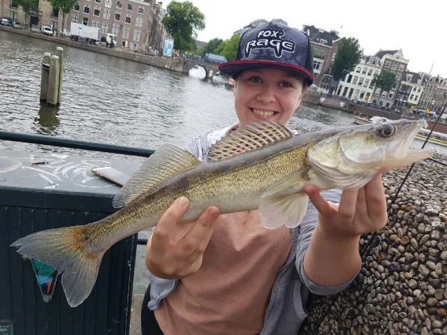 Zander