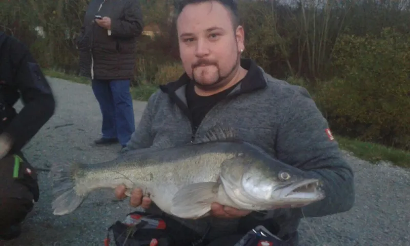 Zander