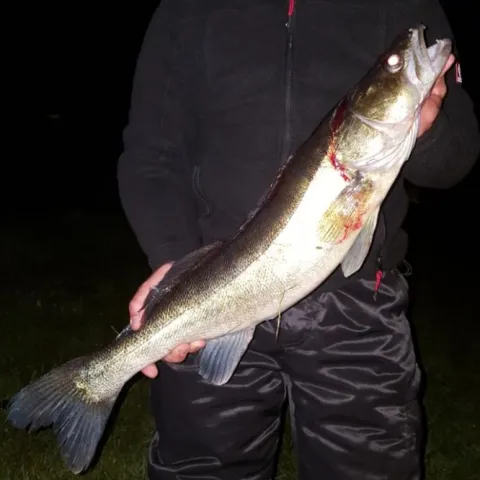 Zander