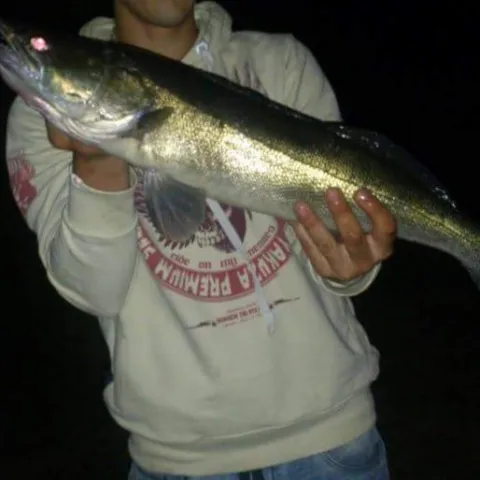 Zander