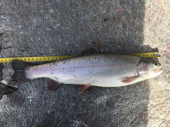 Regenbogenforelle