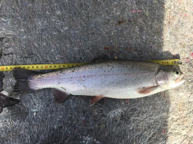 Regenbogenforelle