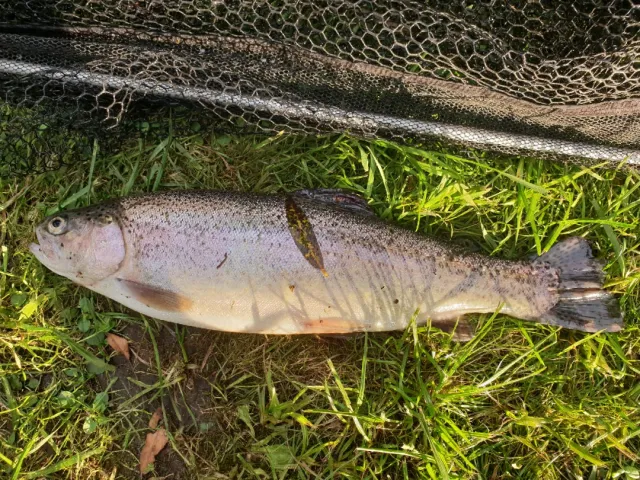 Regenbogenforelle