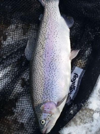 Regenbogenforelle