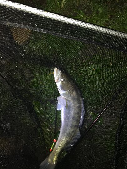 Zander