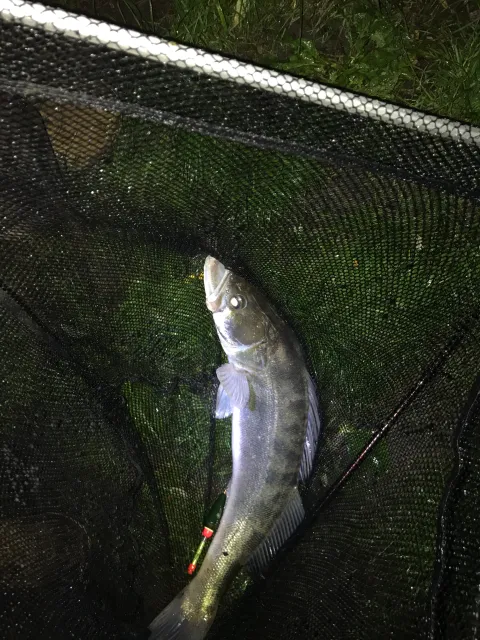 Zander