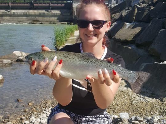 Regenbogenforelle