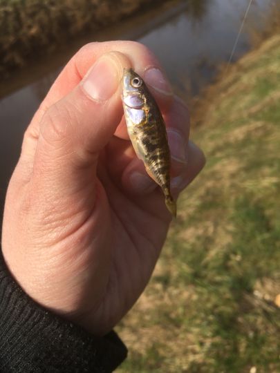 Dreistachliger Stichling