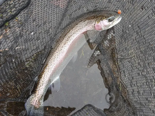Regenbogenforelle