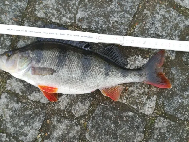 Flussbarsch