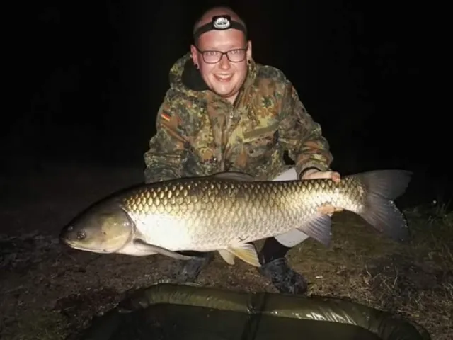 Graskarpfen