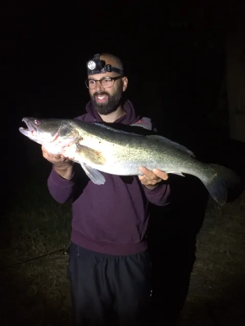 Zander