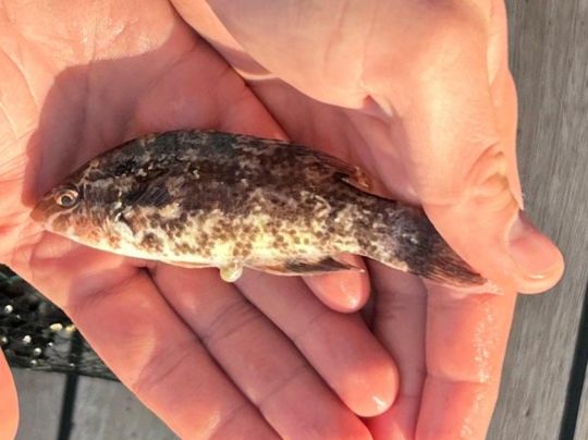 Lippfisch