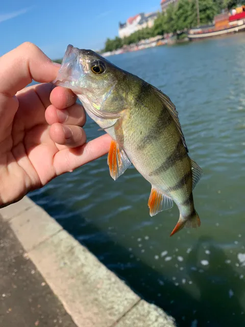 Flussbarsch