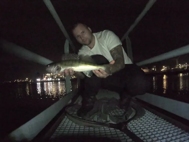 Zander