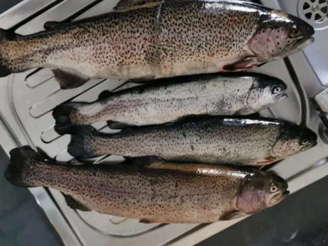 Regenbogenforelle