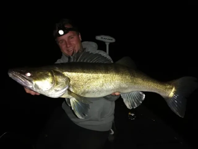 Zander