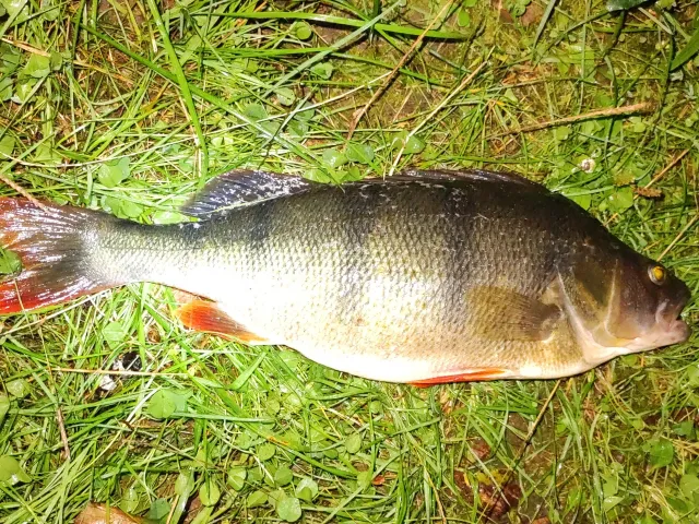 Flussbarsch