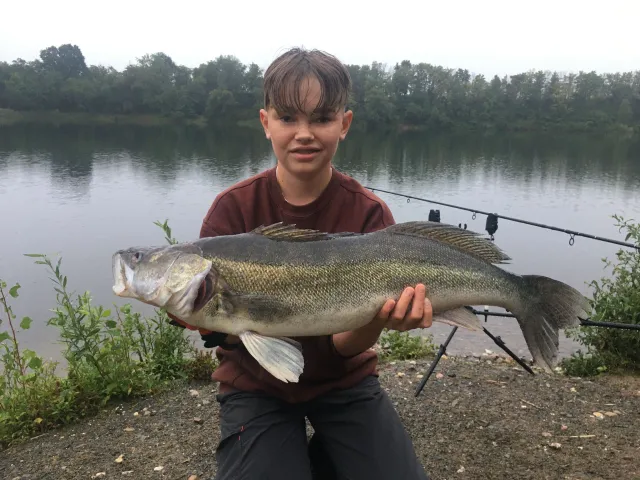 Zander