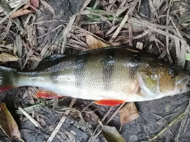 Flussbarsch