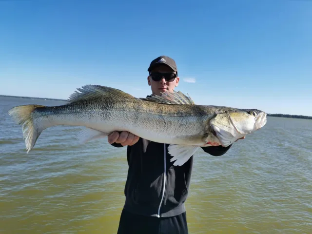 Zander