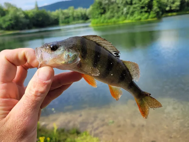 Flussbarsch