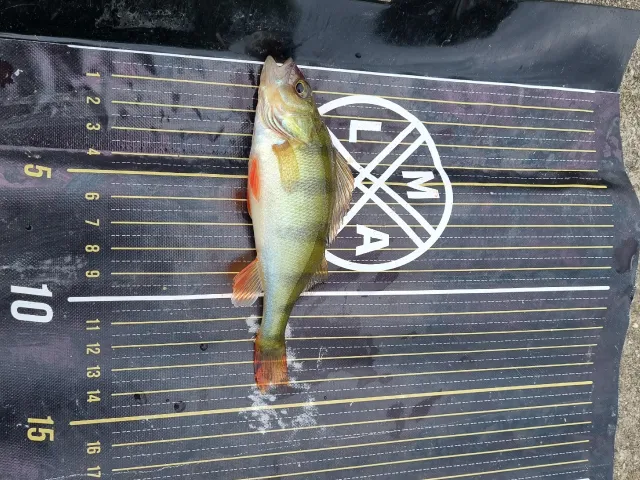 Flussbarsch
