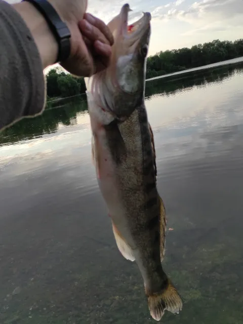 Zander