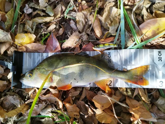 Flussbarsch