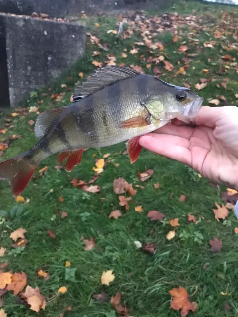 Flussbarsch